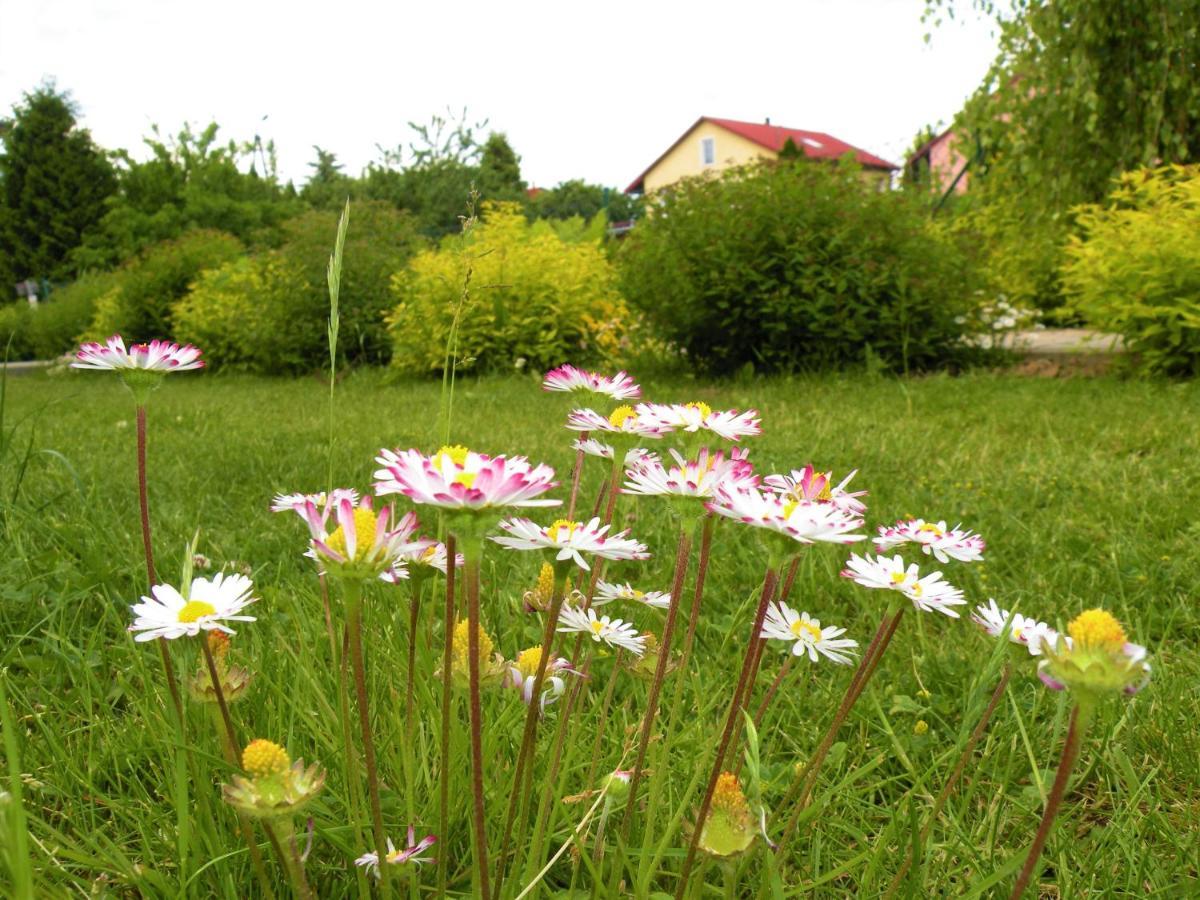Zabi Staw Mikolajki (Mragowo)